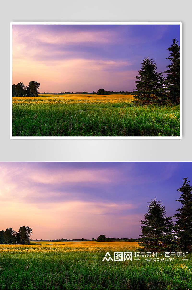 紫色唯美户外风景摄影图素材
