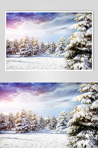 松树蓝天冬季雪景摄影图片
