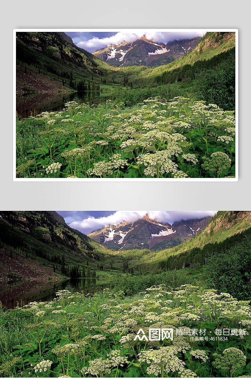雪山花朵自然风景背景图素材
