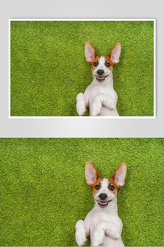 绿色的狗狗高清图片