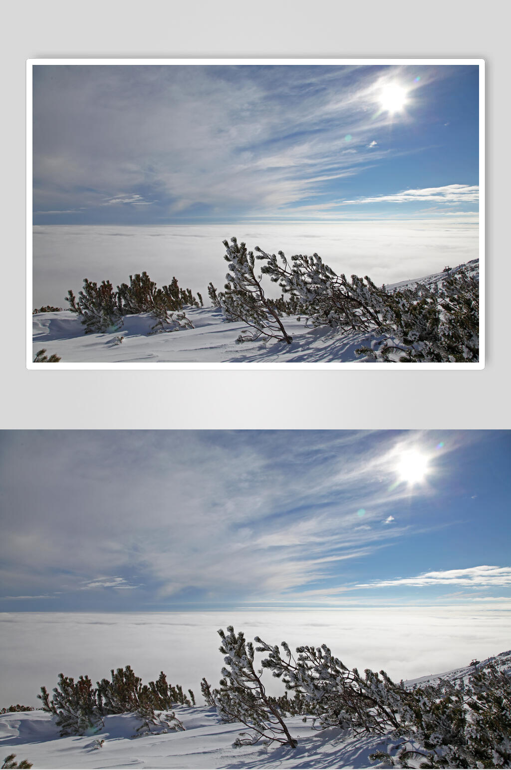 松树实拍冬季雪景摄影图片素材