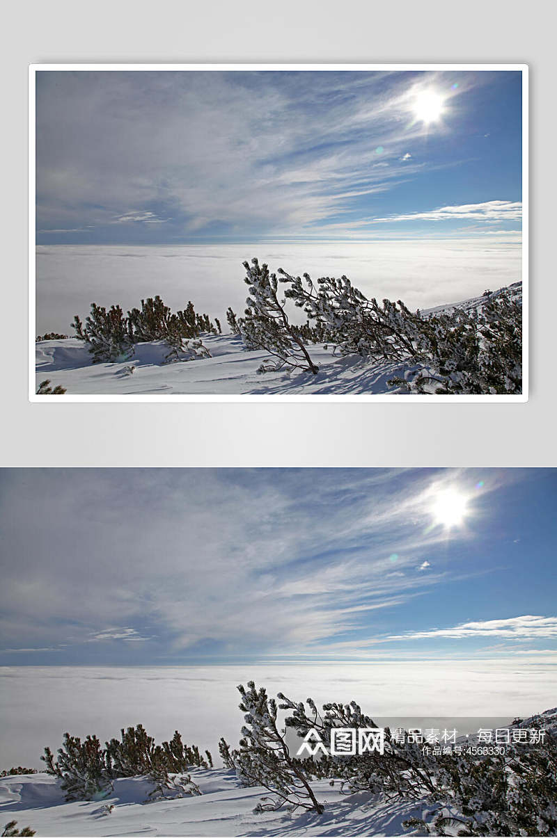 松树实拍冬季雪景摄影图片素材