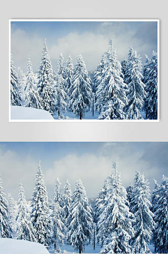 雪松松树冬季雪景摄影图片