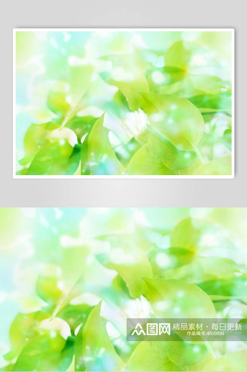 青色叶子绿色自然壁纸素材