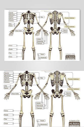 骨骼人体结构矢量素材