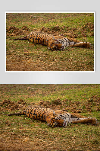 草地躺着的老虎高清图片