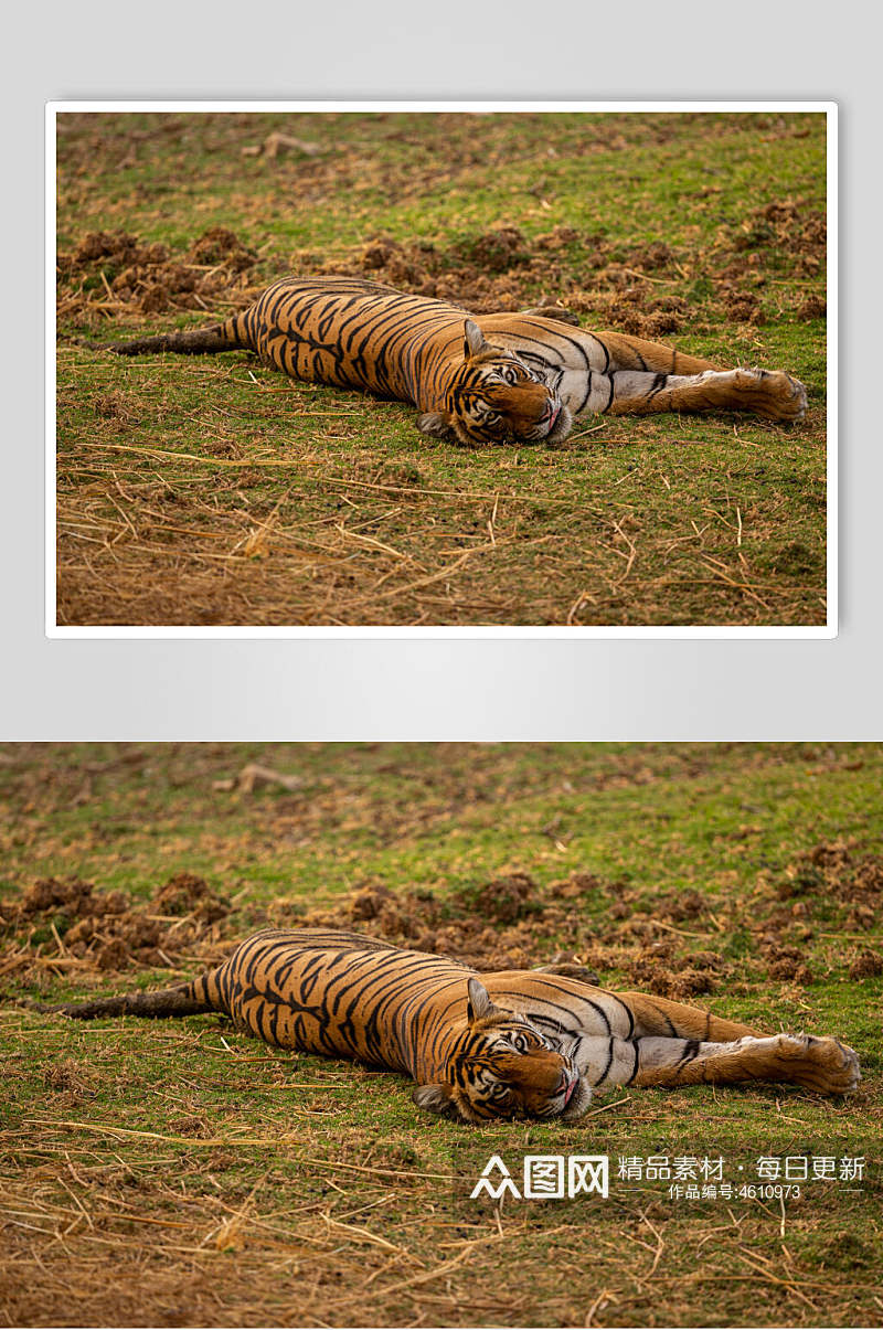 草地躺着的老虎高清图片素材