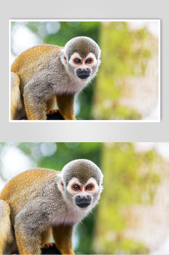 户外猴子动物摄影图片