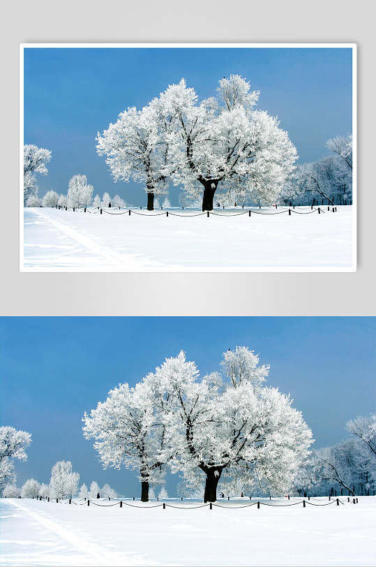 雪树婚纱背景大图