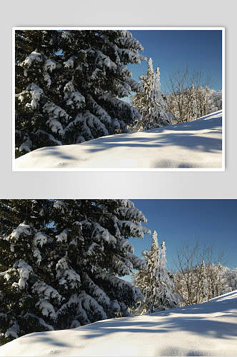 冬季唯美松树雪景摄影图片
