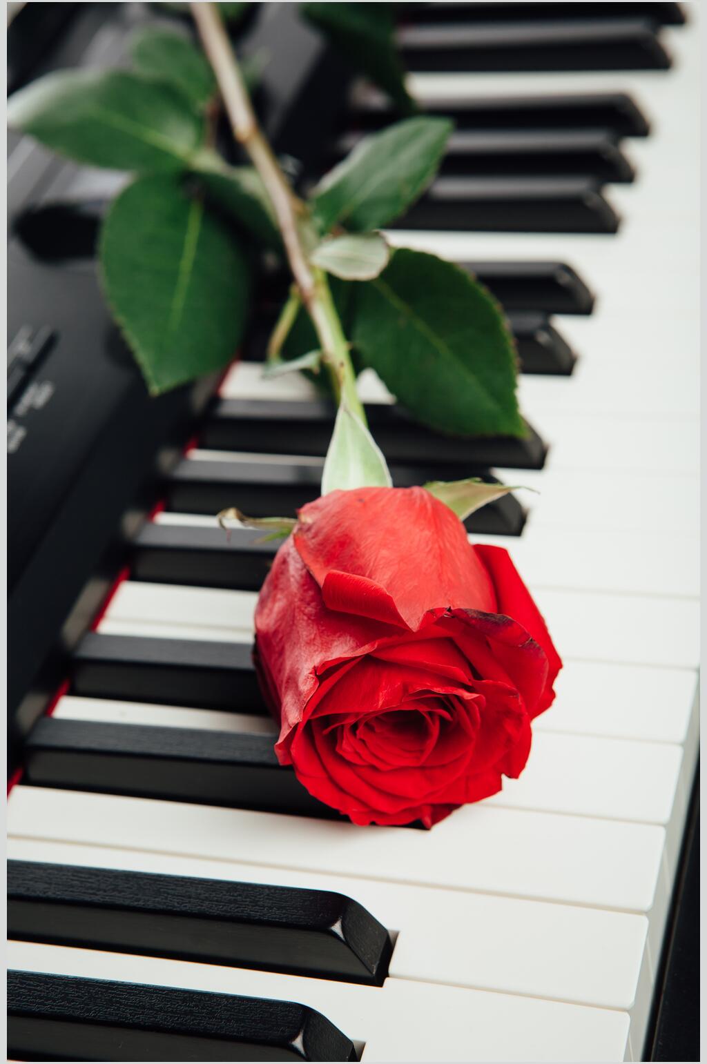文艺红玫瑰钢琴图片 花卉摄影图