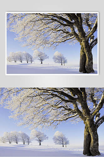创意枯树雪景背景图片