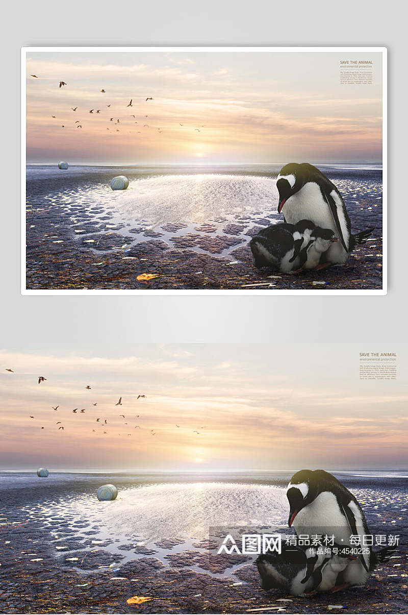 企鹅保护动物公益海报素材