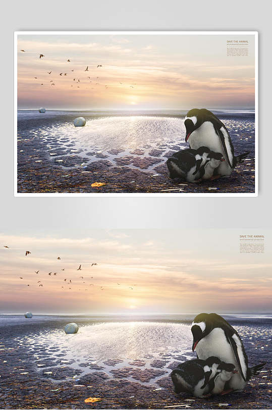 企鹅保护动物公益海报