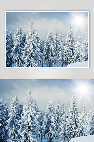 雪松松树林冬季雪景摄影图片