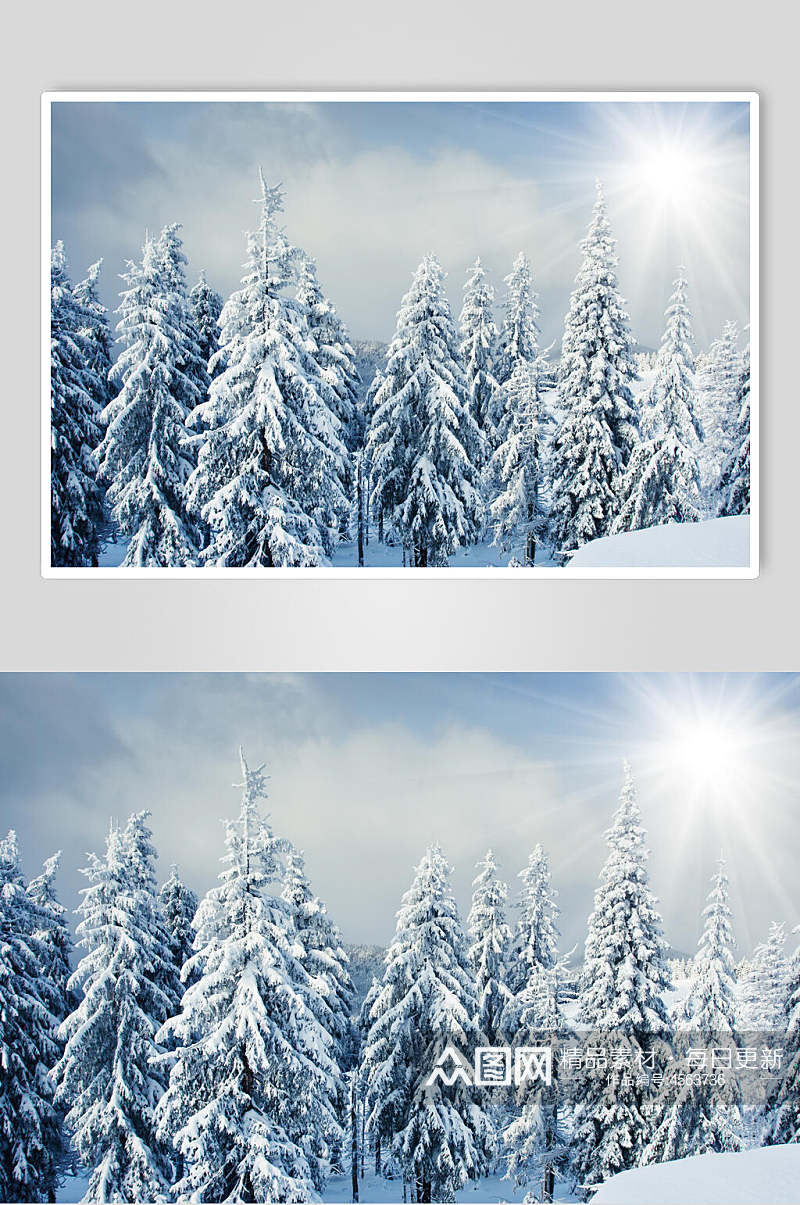 雪松松树林冬季雪景摄影图片素材