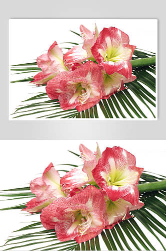 粉白色花束造型图片