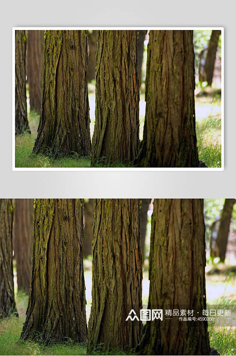 树杆大自然景观摄影图素材