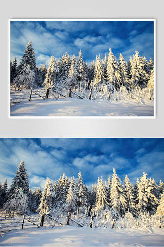 雪松松树冬季雪景摄影图片