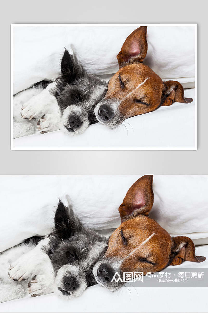 创意睡觉狗狗高清图片素材