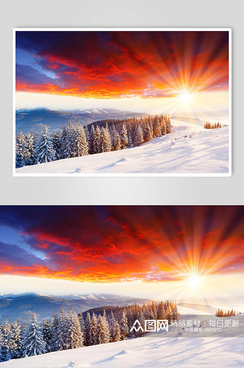 夕阳松树林冬季雪景摄影图片素材