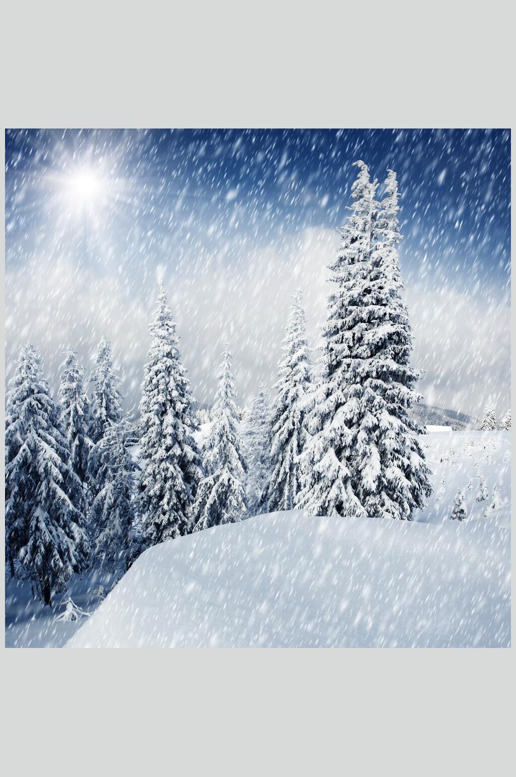 雪松雪花雪堆冬季雪景摄影图片素材