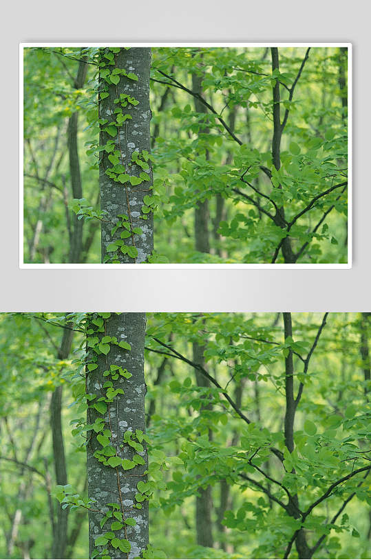 森系森林树木高清图片 植物摄影图