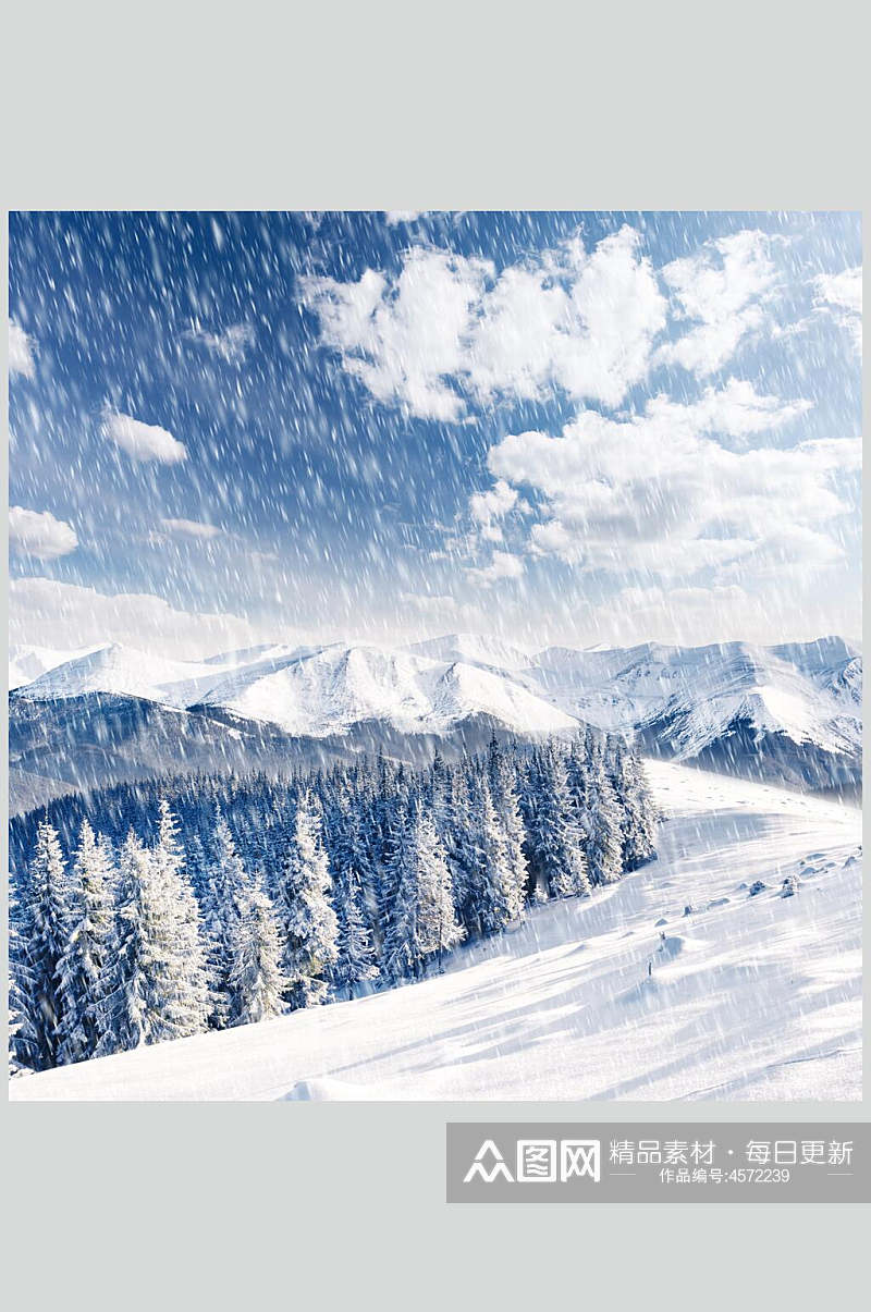 松树枝雪松冬季雪景摄影图片素材