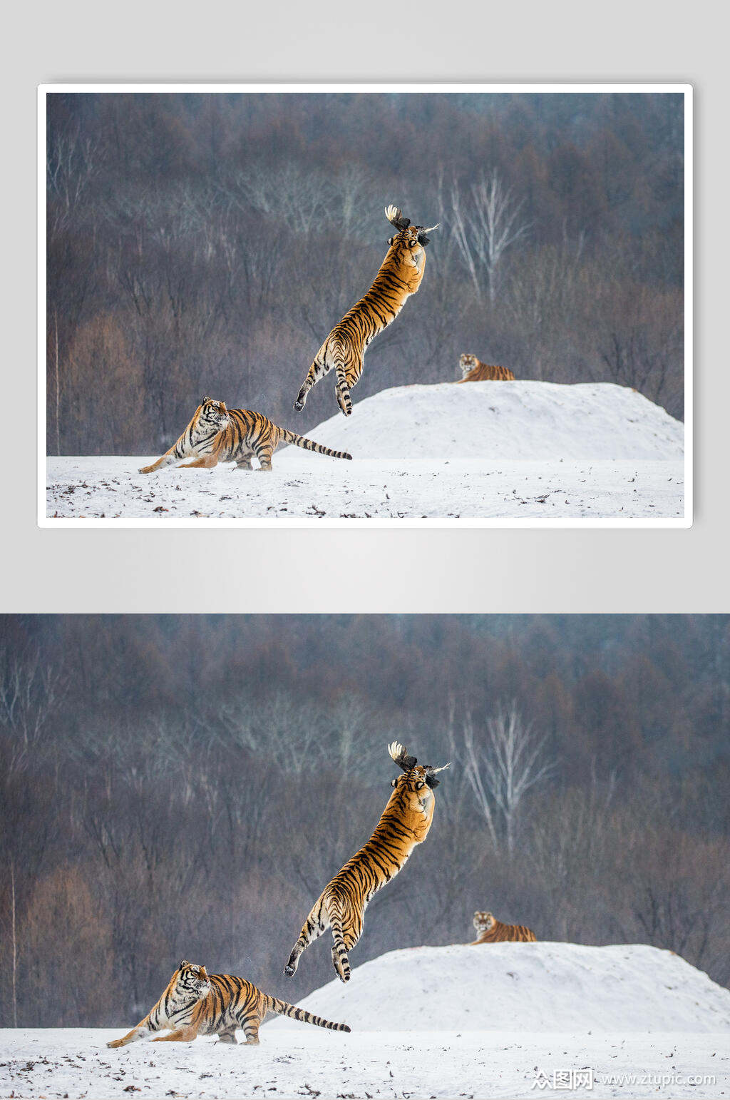 跳跃老虎高清图片素材