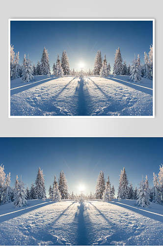 松树阳光冬季雪景摄影图片