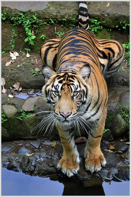 喝水老虎高清图片