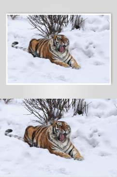 雪景老虎高清图片