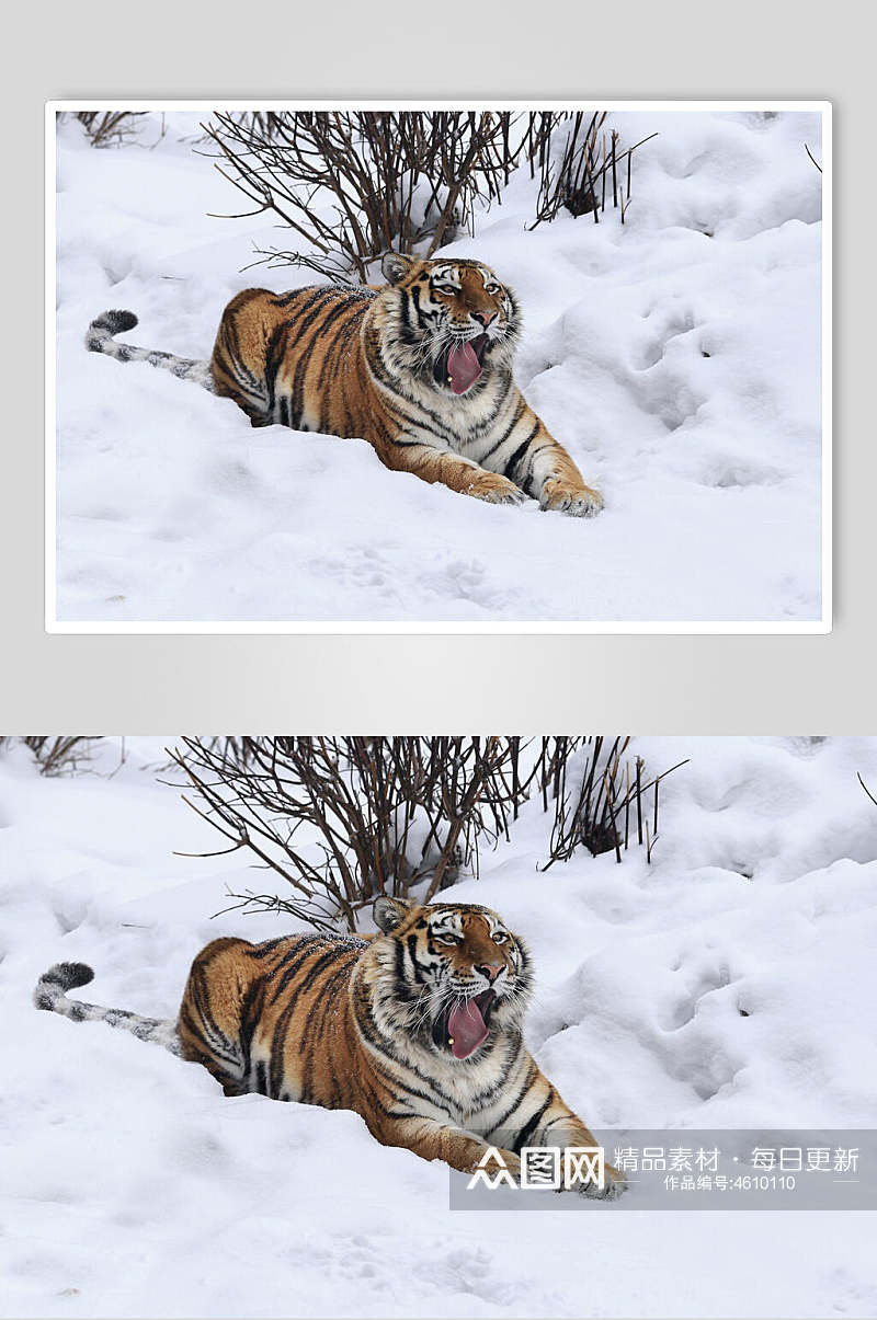 雪景老虎高清图片素材