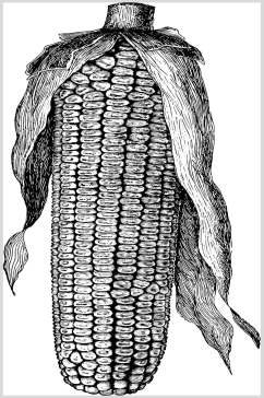 玉米手绘蔬菜食材矢量素材