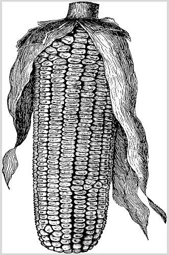 玉米手绘蔬菜食材矢量素材