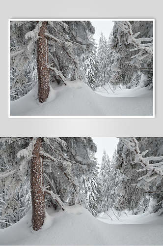 雪堆雪松冬季雪景摄影图片