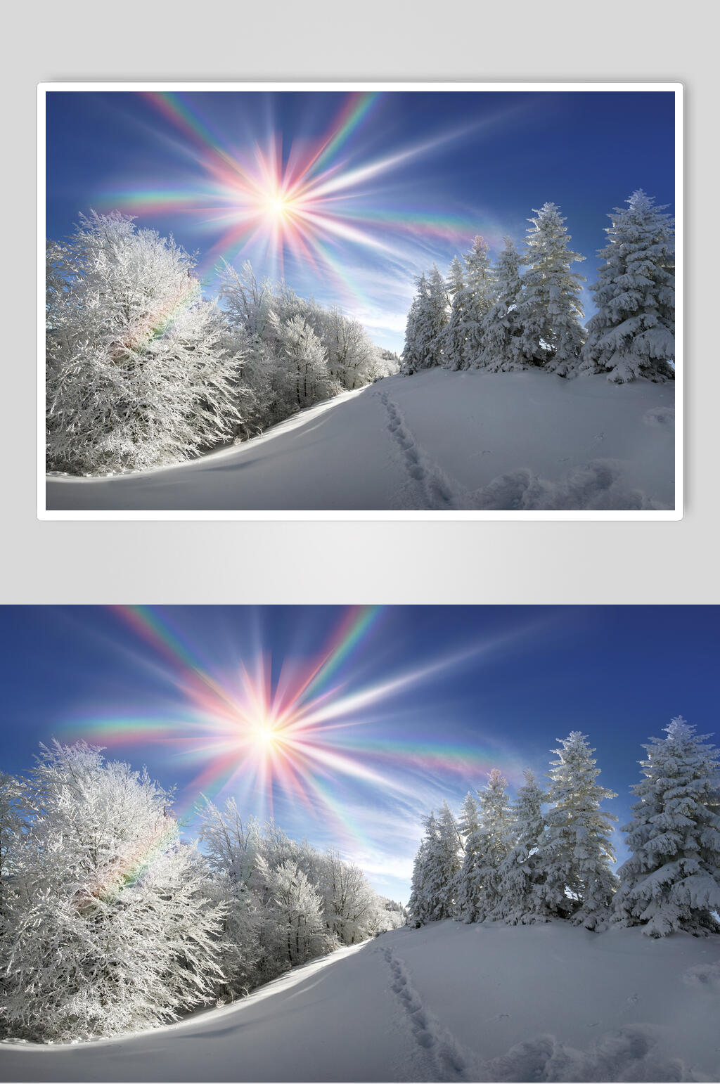 阳光雪松冬季雪景摄影图片素材