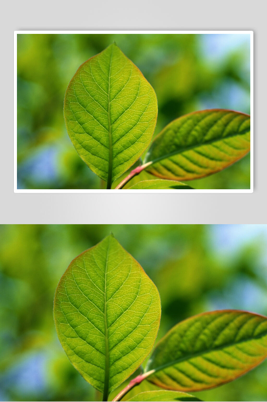 清新树叶绿叶特写图片素材