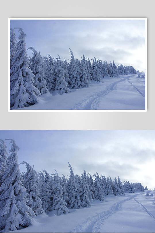 松树雪松林冬季雪景摄影图片