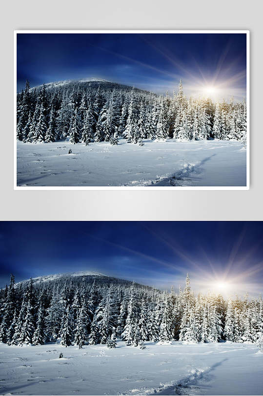 雪松林阳光冬季雪景摄影图片