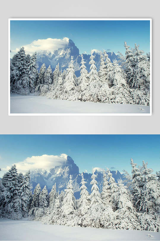 雪松雪山冬季雪景摄影图片