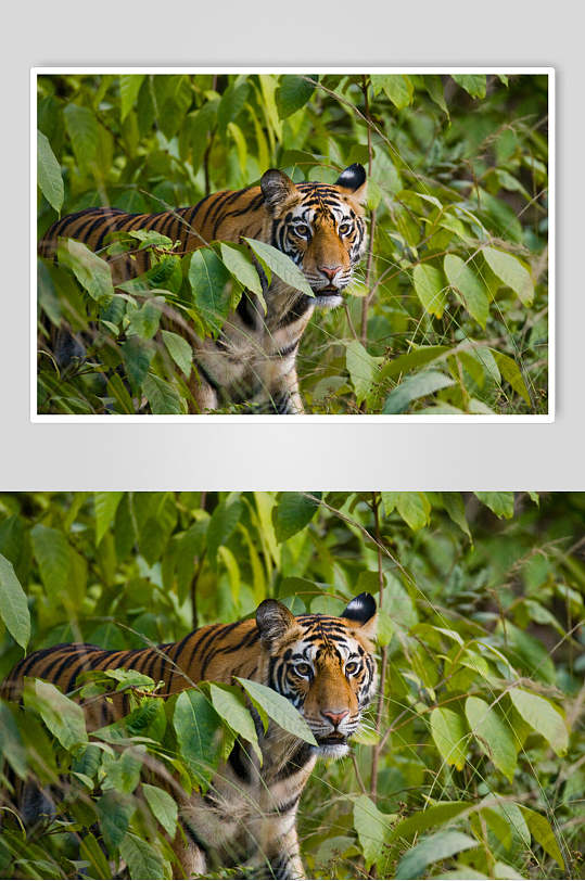 叶子绿色老虎高清图片