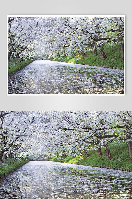 白色花海自然风光树林图片