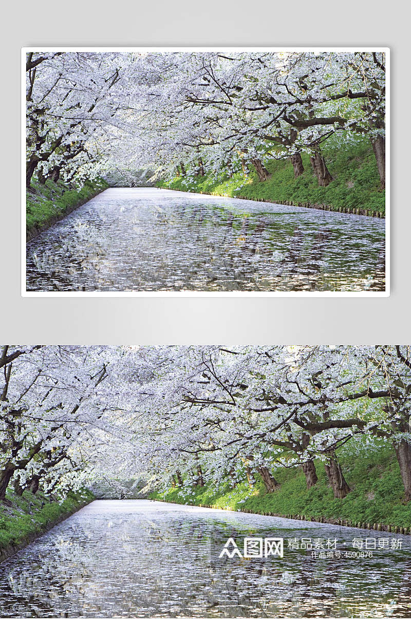 白色花海自然风光树林图片素材