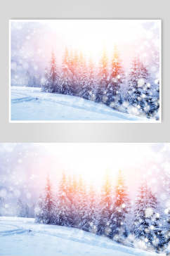 雪花松树雪松冬季雪景摄影图片