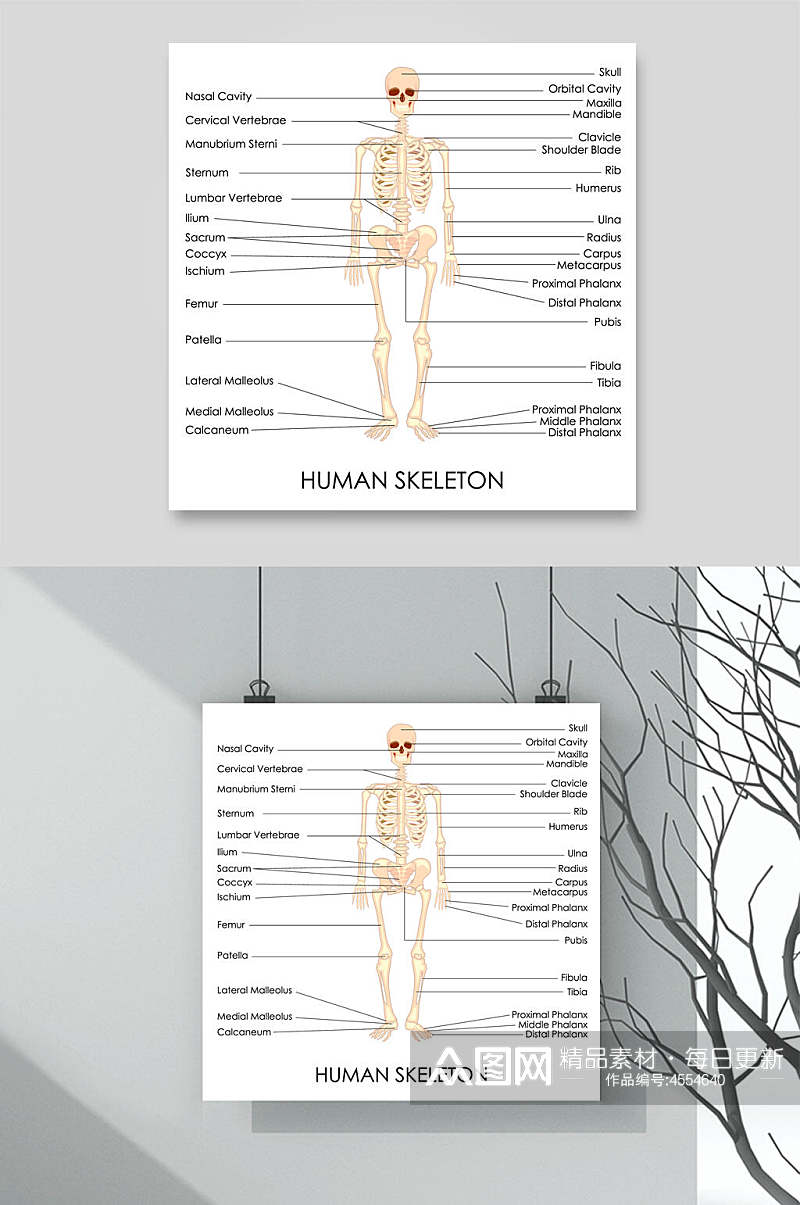 骨架人体结构矢量素材素材