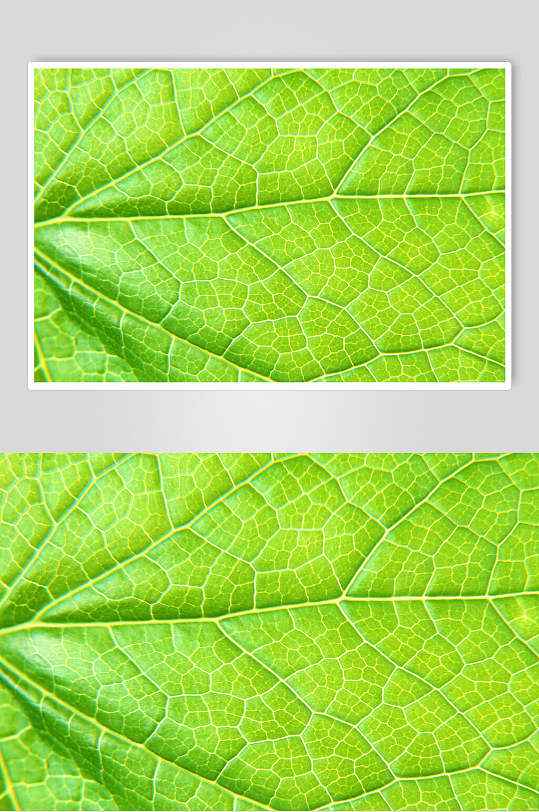 简洁树叶绿叶特写高清图片