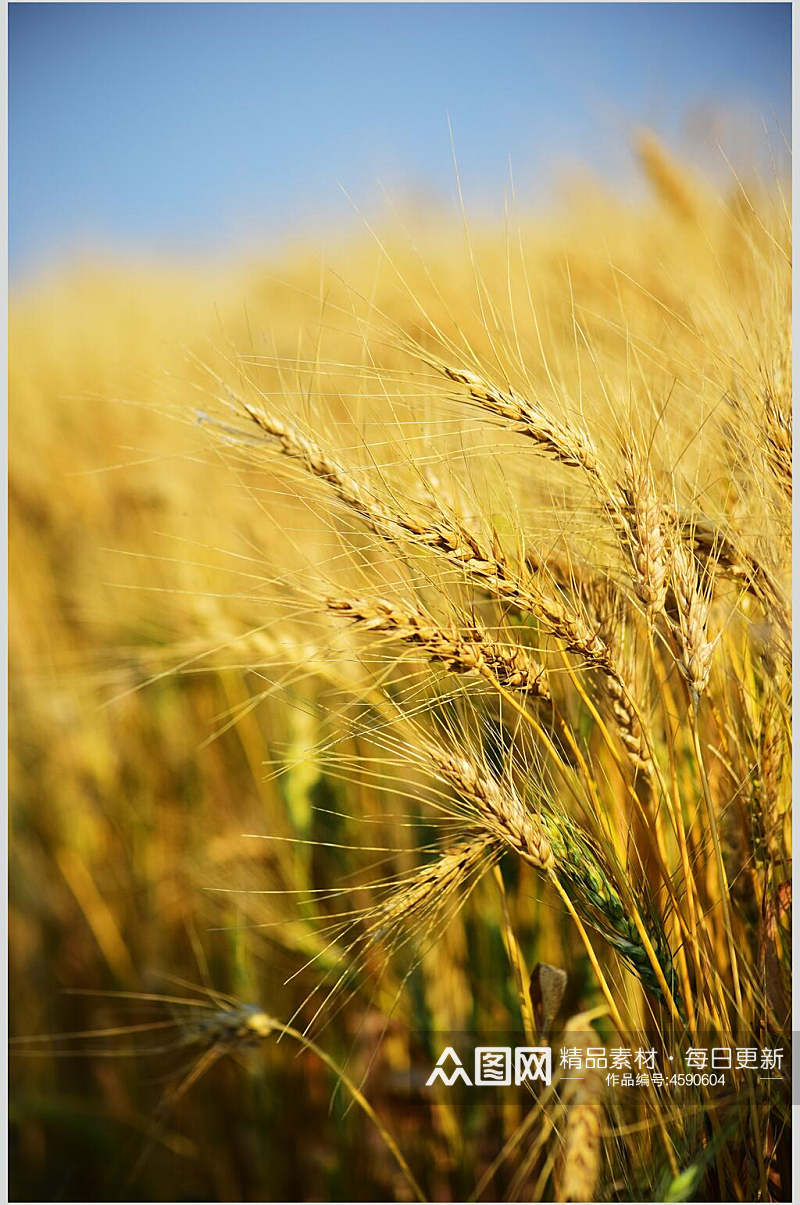 金色水稻稻田摄影图片素材