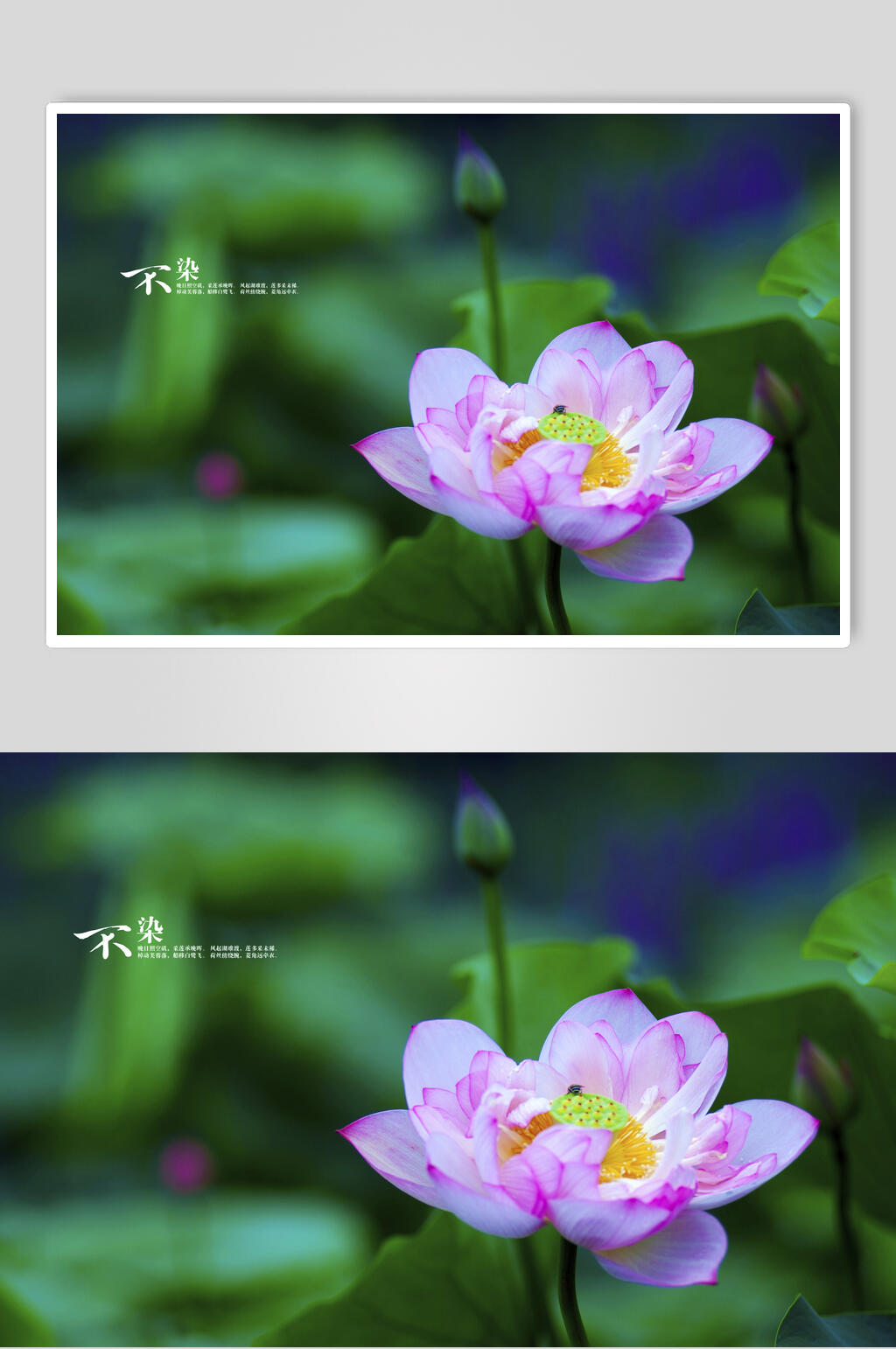 创意不染莲花自然风光图片素材