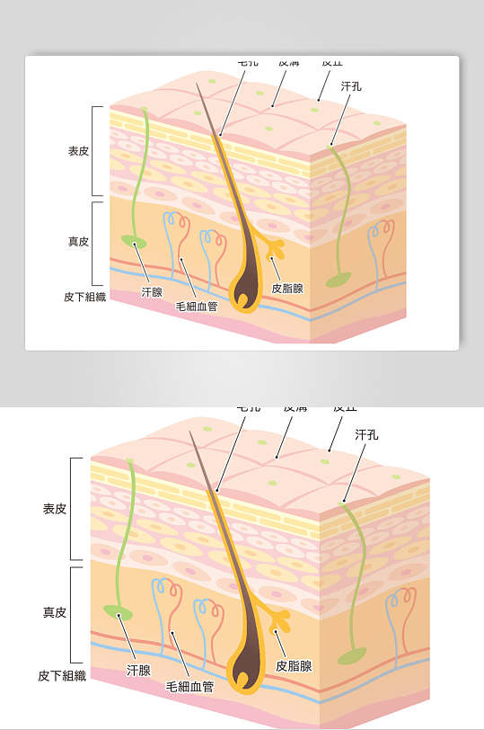 卡通手绘皮肤肌层插画矢量素材